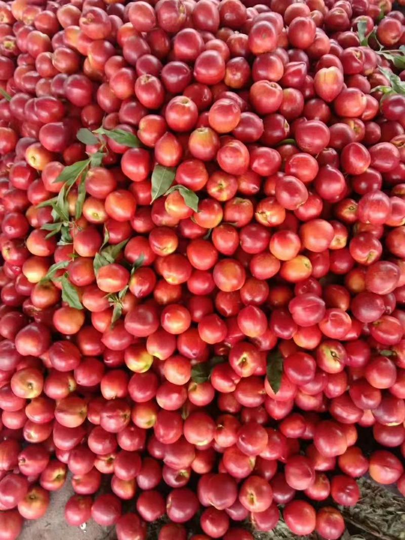 山东大棚油桃，四月份大量现货供应，黄心油桃全国发货