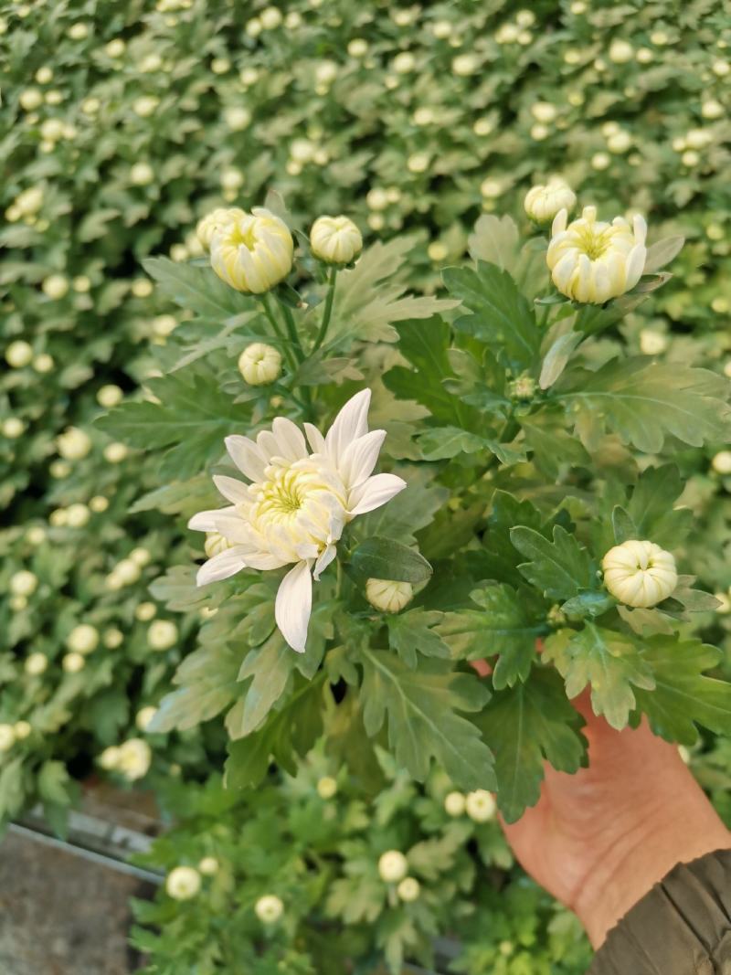 黄白菊花荷兰菊祭祀菊花清明节用菊花欢迎实地看货