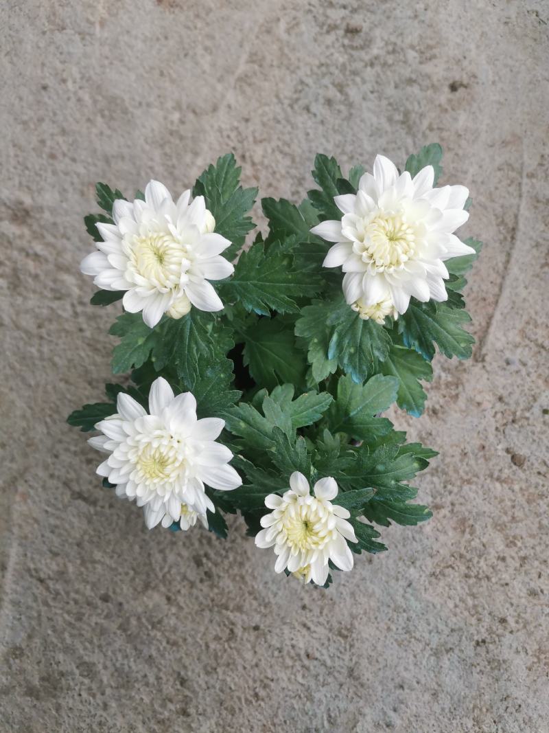 黄白菊花荷兰菊祭祀菊花清明节用菊花欢迎实地看货