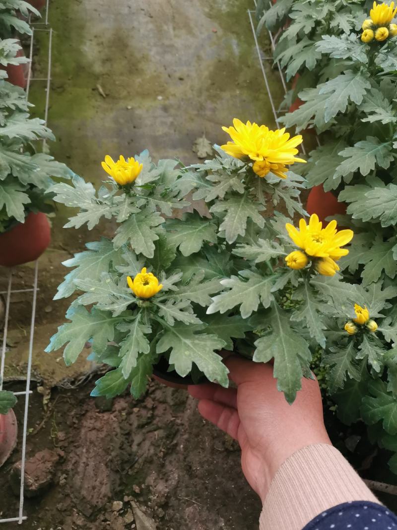 黄白菊花荷兰菊祭祀菊花清明节用菊花欢迎实地看货