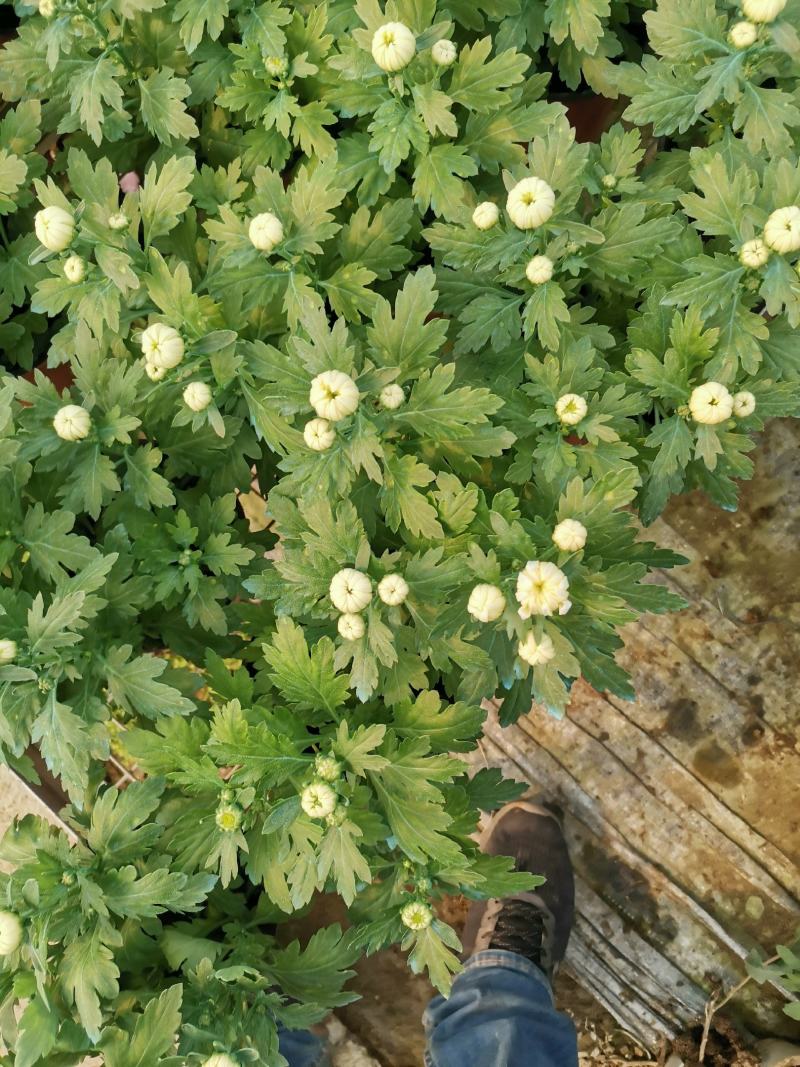 黄白菊花荷兰菊祭祀菊花清明节用菊花欢迎实地看货