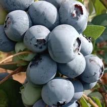云南抚仙湖露天蓝莓，当天采摘，基地直发，优质货源。