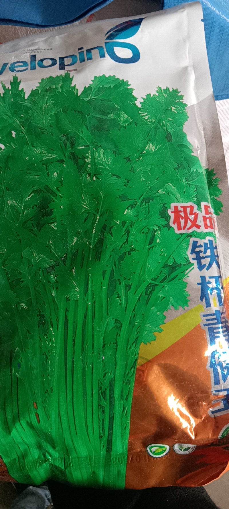 香菜种子