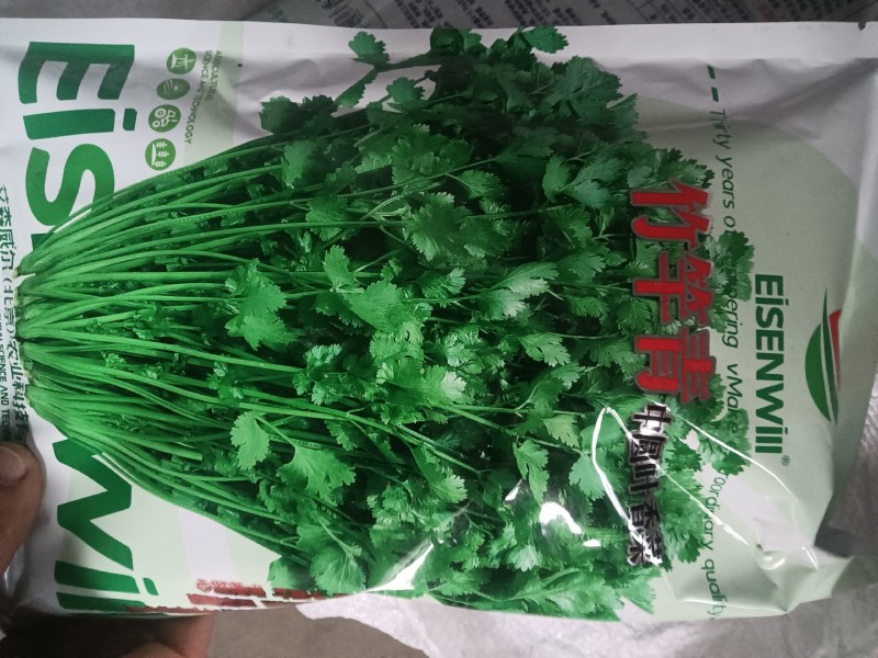 香菜种子