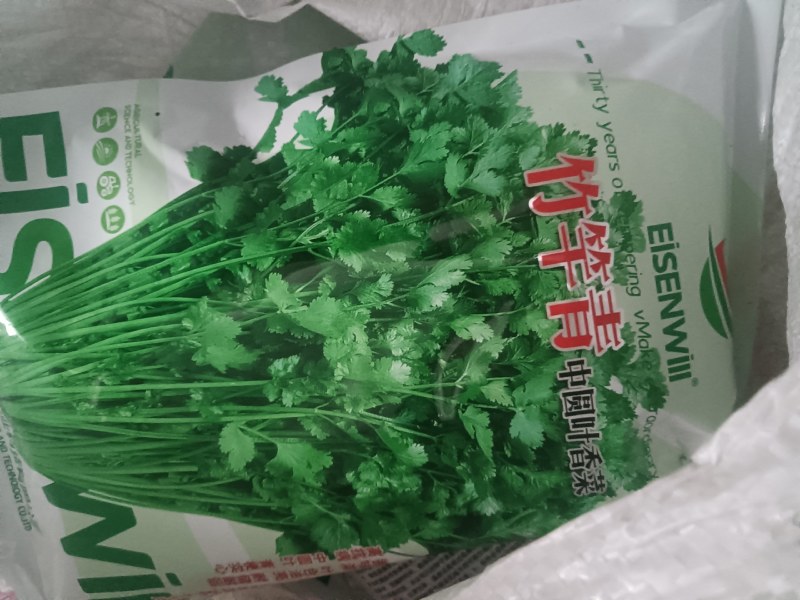 香菜种子