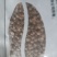 香菜种子