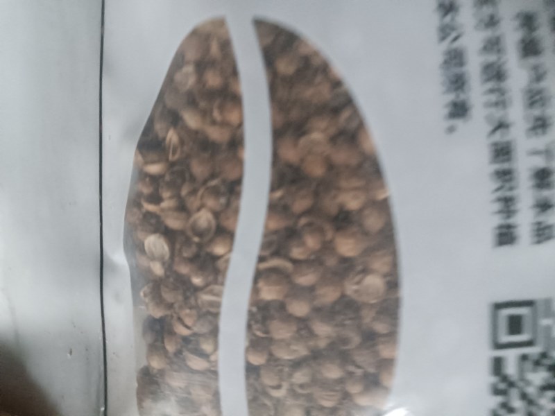 香菜种子