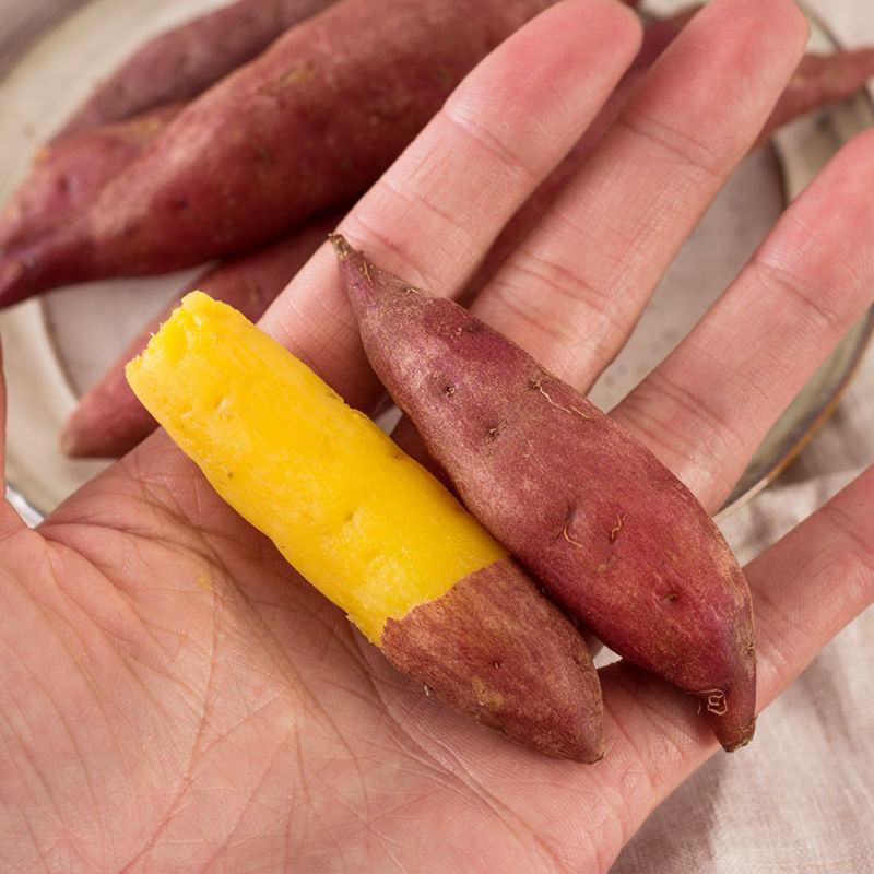 天目山小香薯金手指红薯新鲜现挖黄心粉甜沙地板栗地瓜番薯