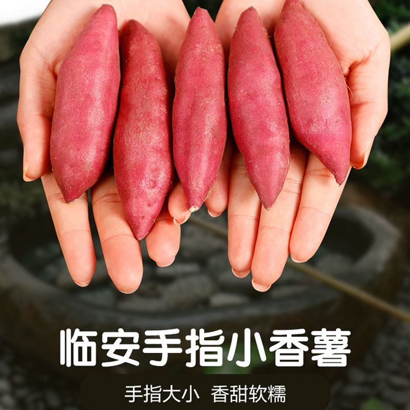 天目山小香薯金手指红薯新鲜现挖黄心粉甜沙地板栗地瓜番薯