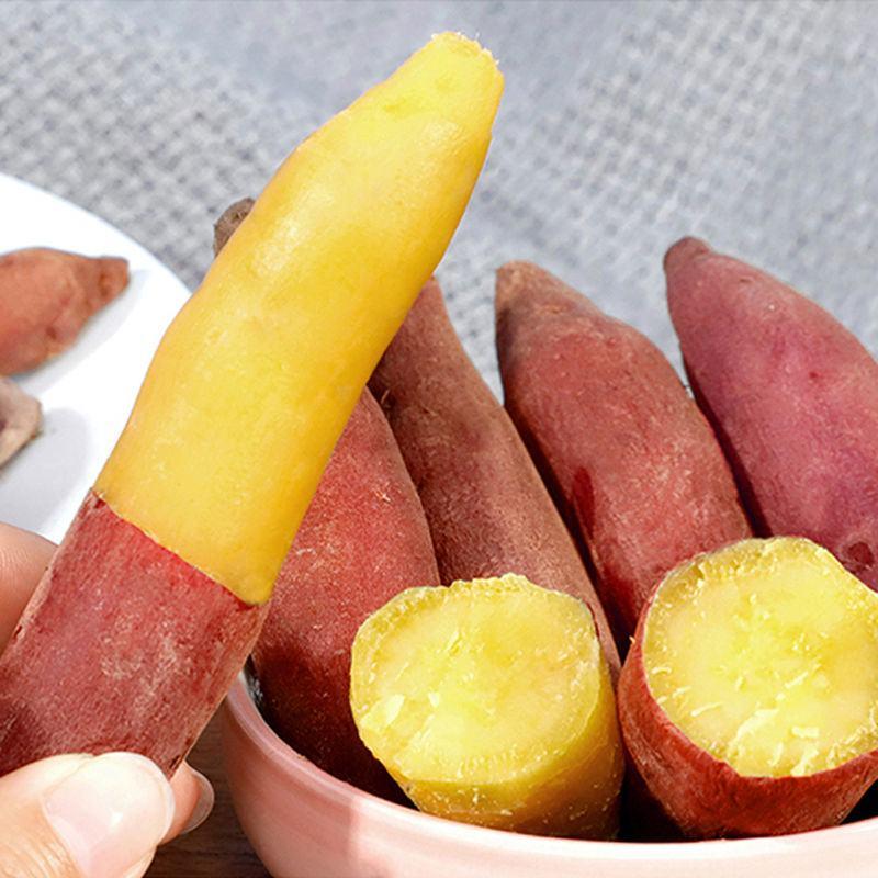 天目山小香薯金手指红薯新鲜现挖黄心粉甜沙地板栗地瓜番薯