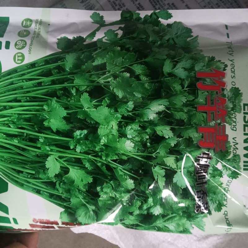 香菜种子