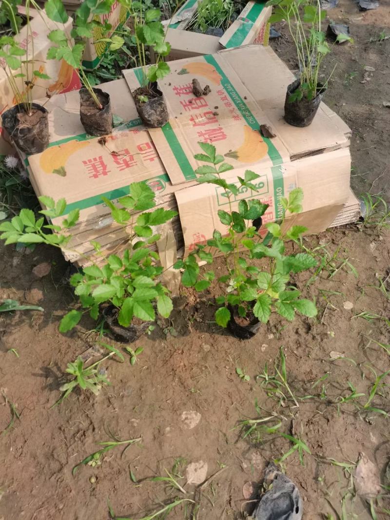 优质落新妇产地直发一手货源量大可以优惠