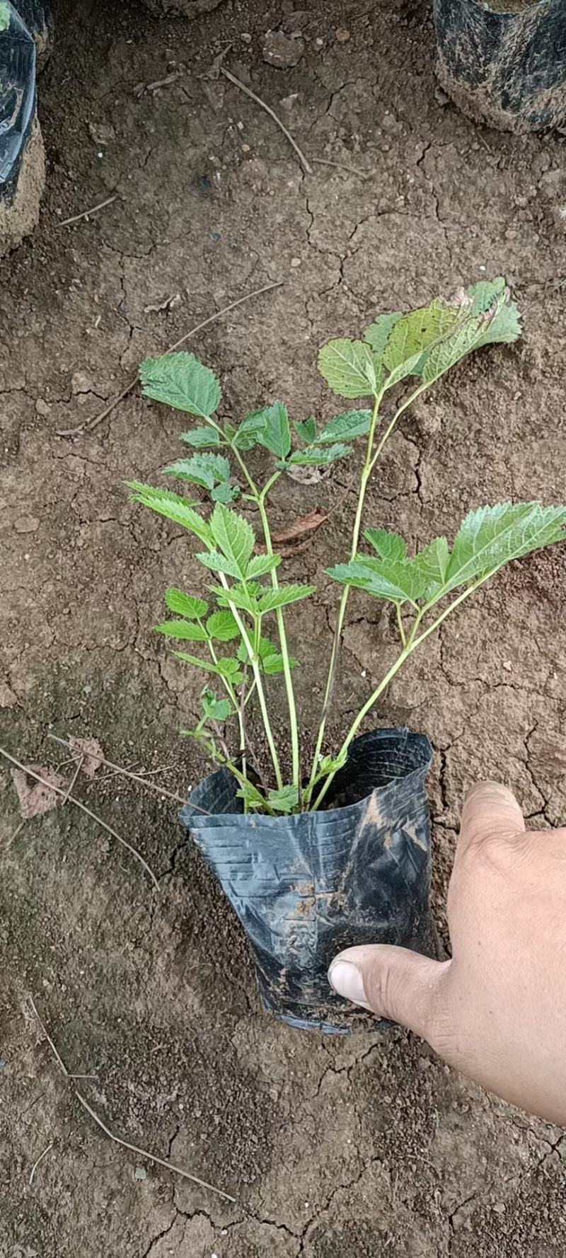 优质落新妇产地直发一手货源量大可以优惠