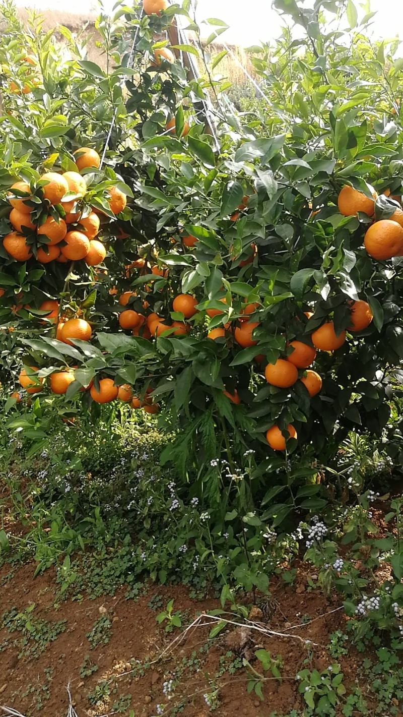 沃柑