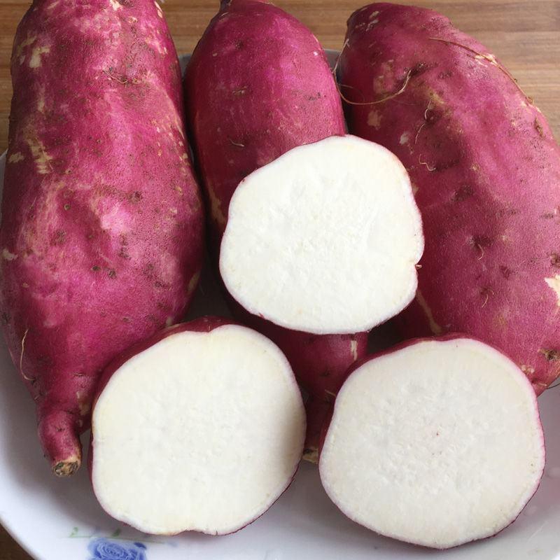 现挖老品种白心红薯白瓤红薯新鲜农家山芋地瓜粉糯香甜白肉
