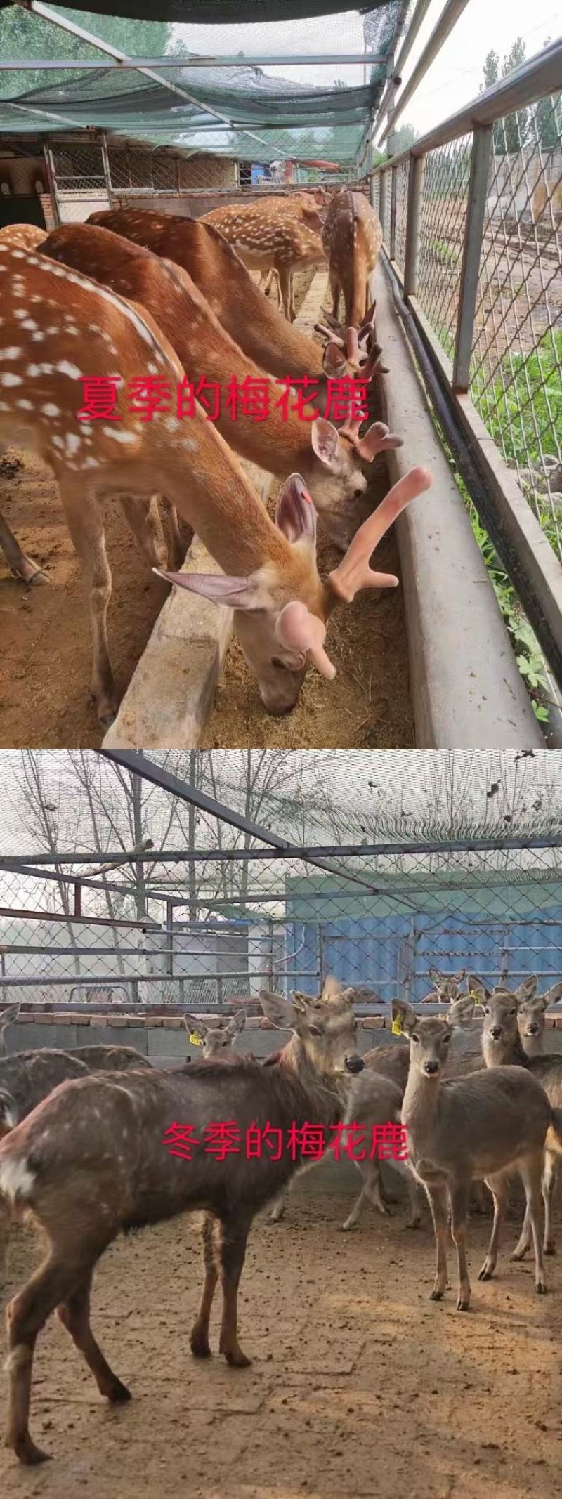 山东梅花鹿养殖场宠物梅花鹿活体鹿苗怀孕母鹿多少钱一只