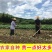 【福建六鳌蜜薯】现挖现发沙地板栗红蜜薯5/9斤批发番薯红