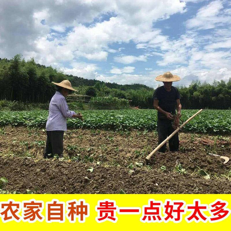 【福建六鳌蜜薯】现挖现发沙地板栗红蜜薯5/9斤批发番薯红