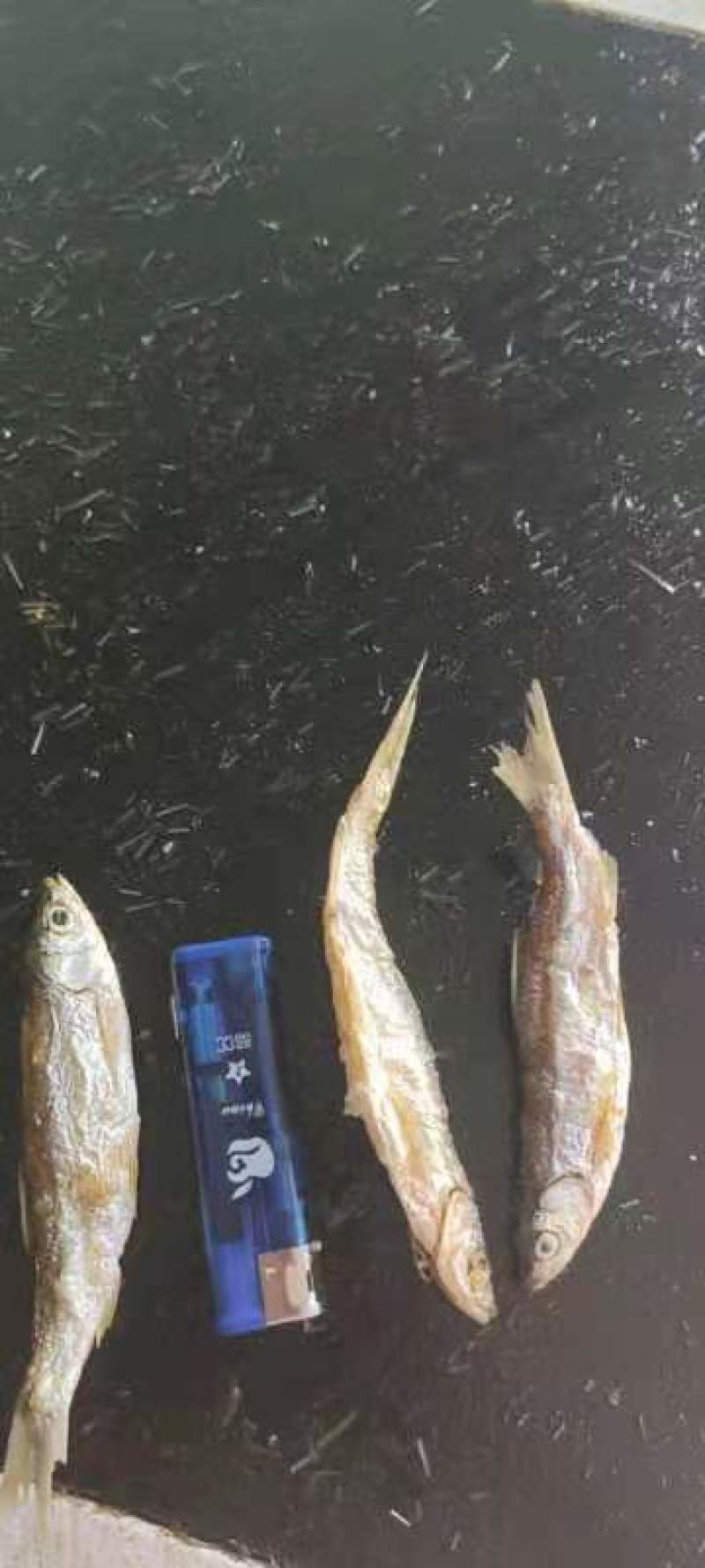 重庆油炸小鱼干，产地直销，品质保证，货源充足，欢迎选购