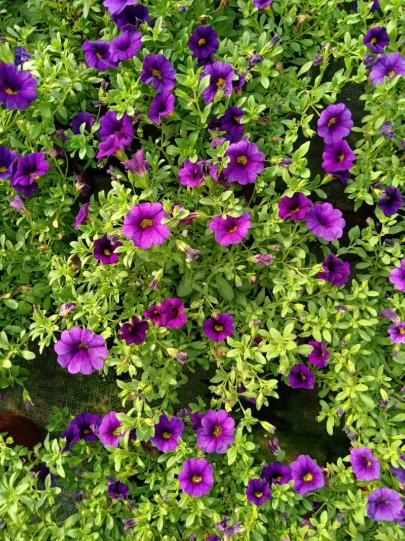 优质舞春花百万小铃小花牵牛基地直发量大可优惠