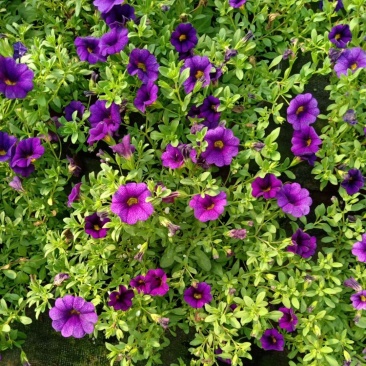 优质舞春花百万小铃小花牵牛基地直发量大可优惠