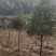 自家5公分桂花树大量有货质优价廉欢迎有需要的来选购