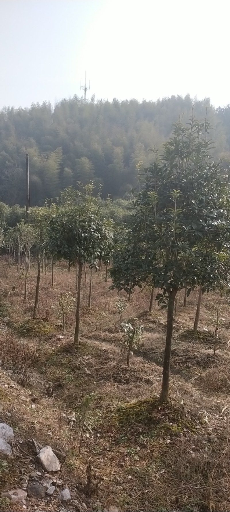自家5公分桂花树大量有货质优价廉欢迎有需要的来选购