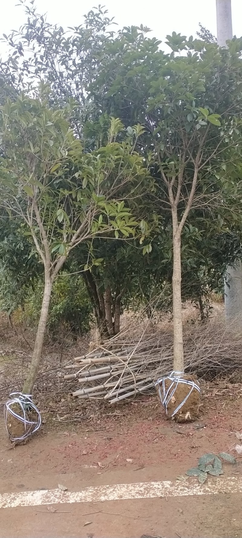 自家5公分桂花树大量有货质优价廉欢迎有需要的来选购