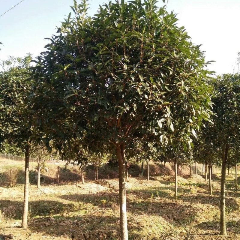 自家5公分桂花树大量有货质优价廉欢迎有需要的来选购