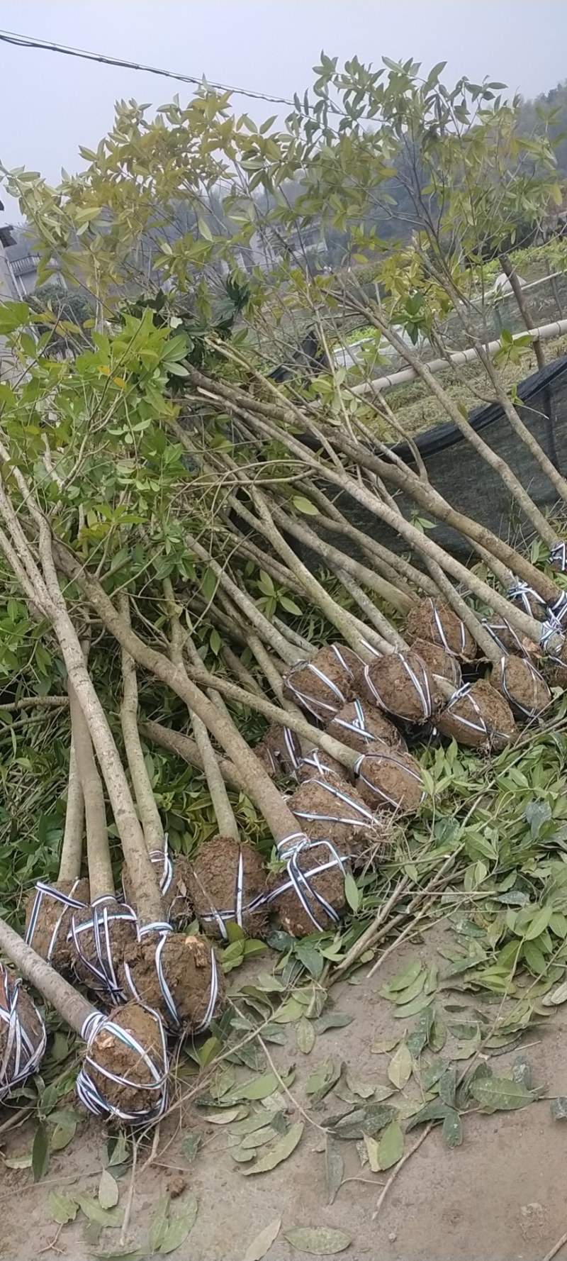 自家5公分桂花树大量有货质优价廉欢迎有需要的来选购