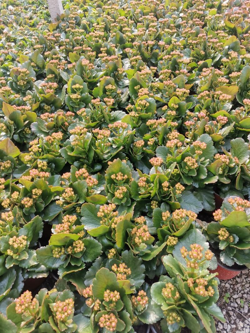 长寿花盆栽130双色盆基地直供免费包装欢迎实看货