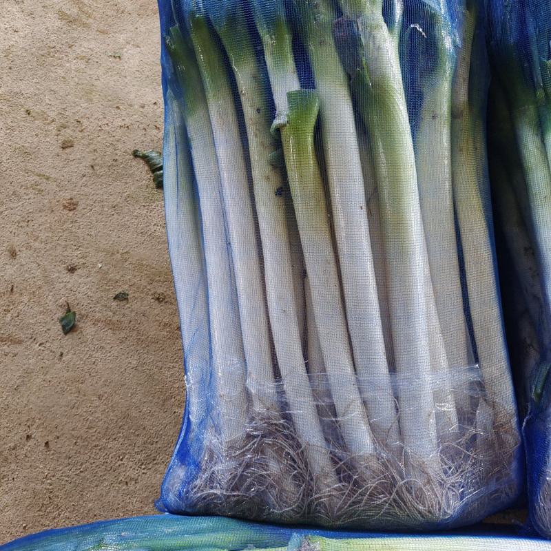 福建精品网袋葱