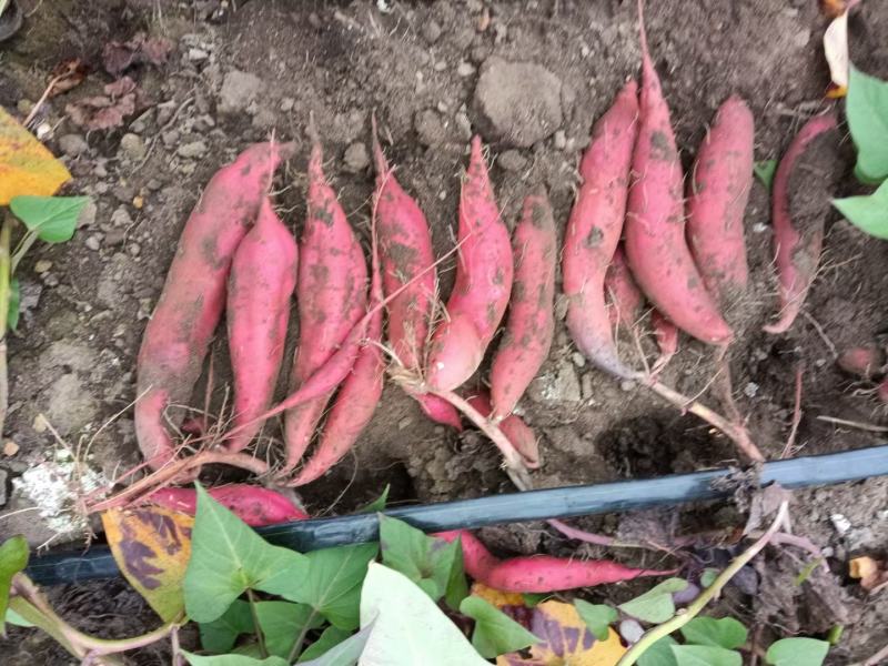 【原产地】红薯精品西瓜红千亩基地持续供应欢迎咨询