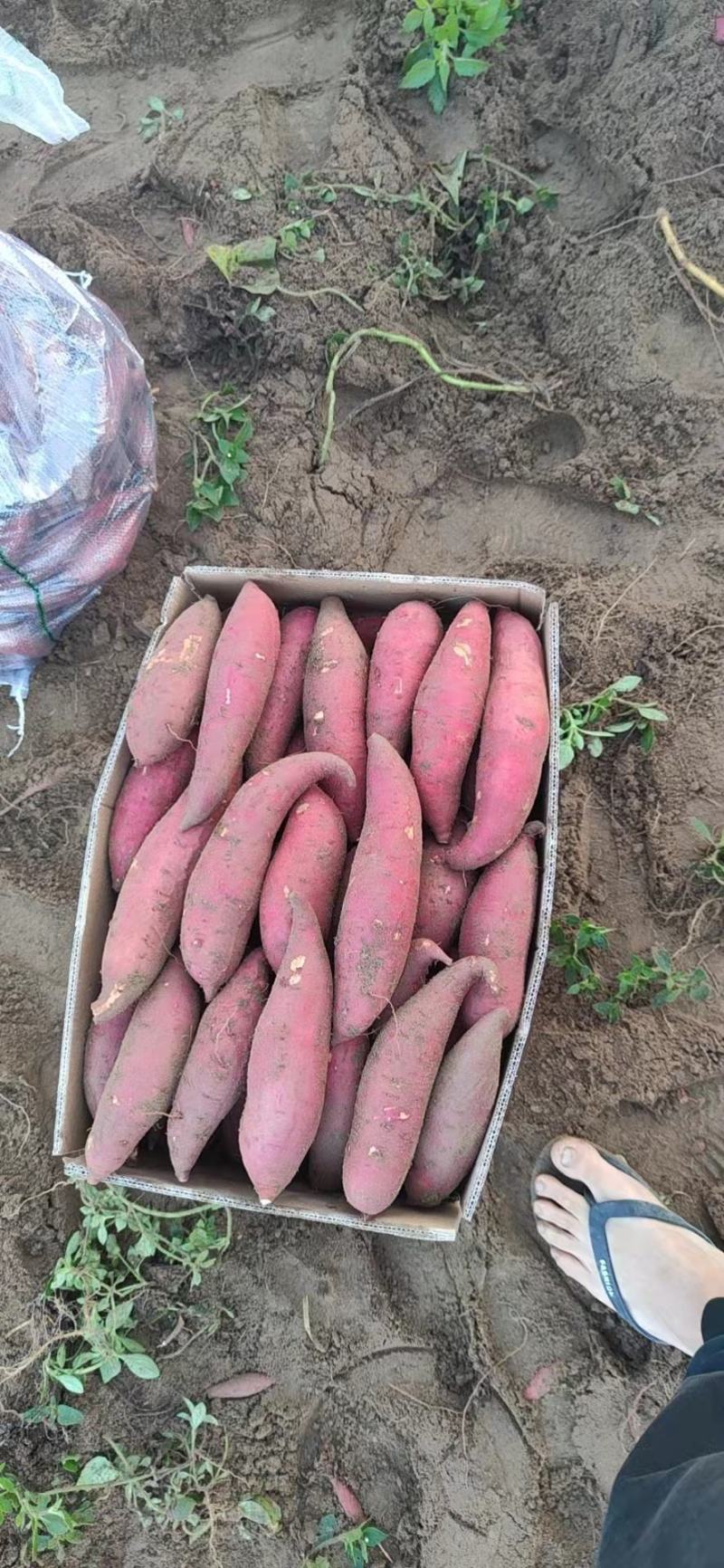 【原产地】红薯精品西瓜红千亩基地持续供应欢迎咨询