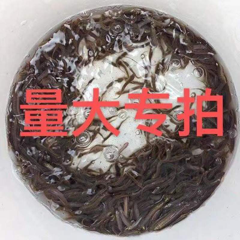 台湾泥鳅苗支持全国空运大量批发可视频看货