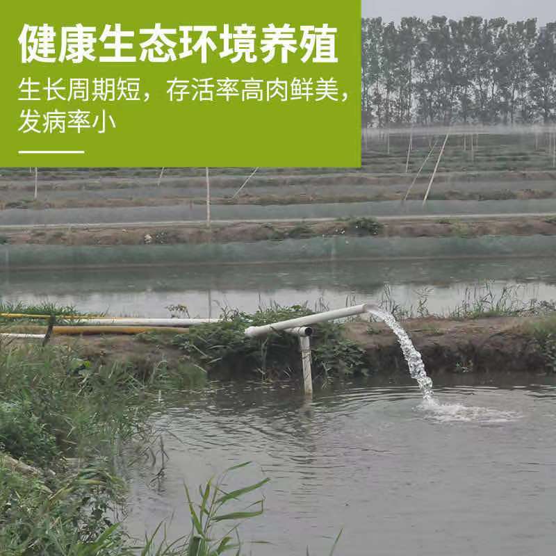 台湾泥鳅苗支持全国空运大量批发可视频看货