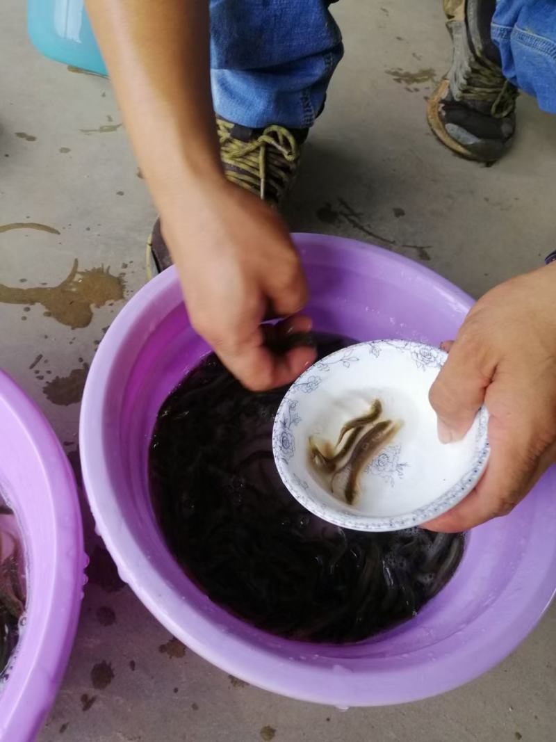 台湾泥鳅苗支持全国空运大量批发可视频看货