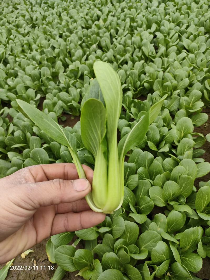 精品上海青小青菜