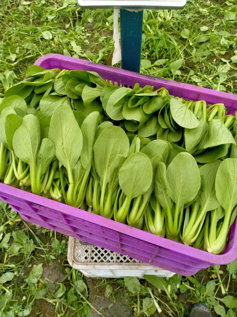 精品上海青小青菜