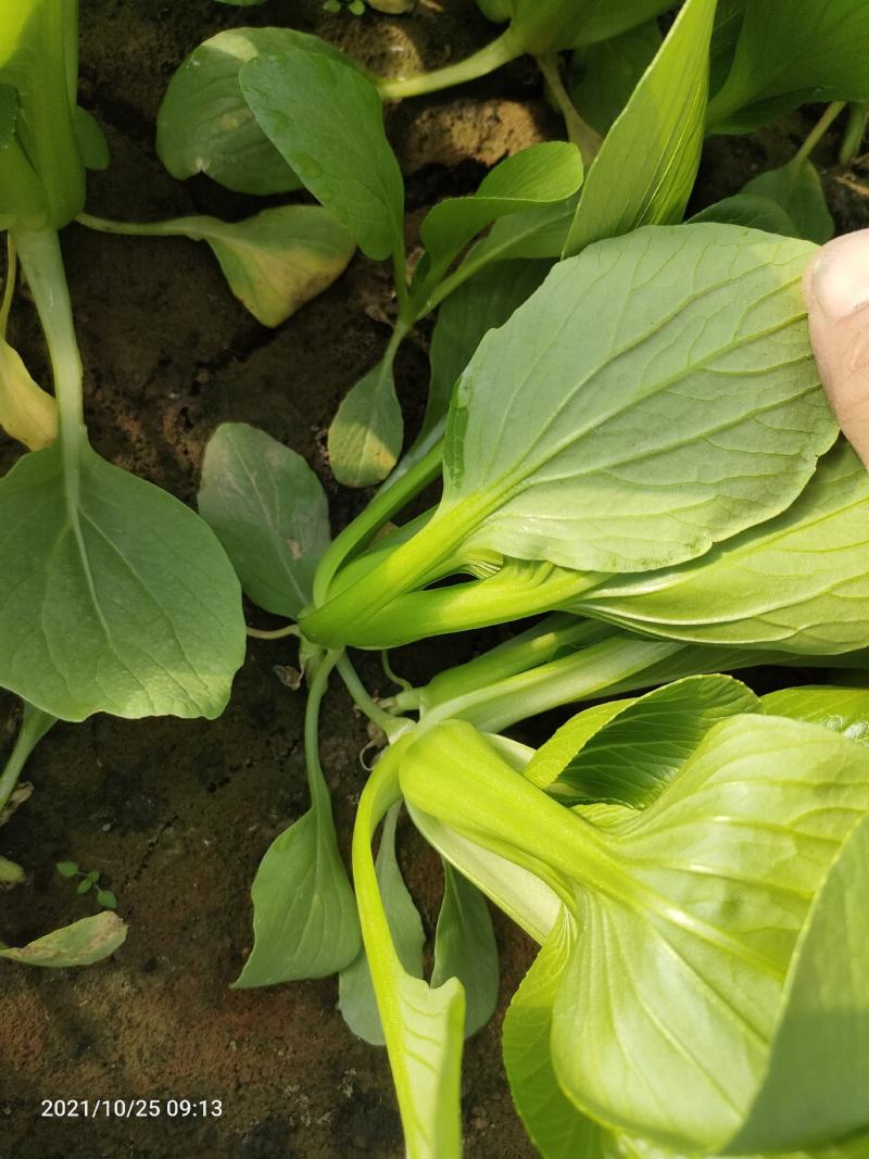 精品上海青小青菜