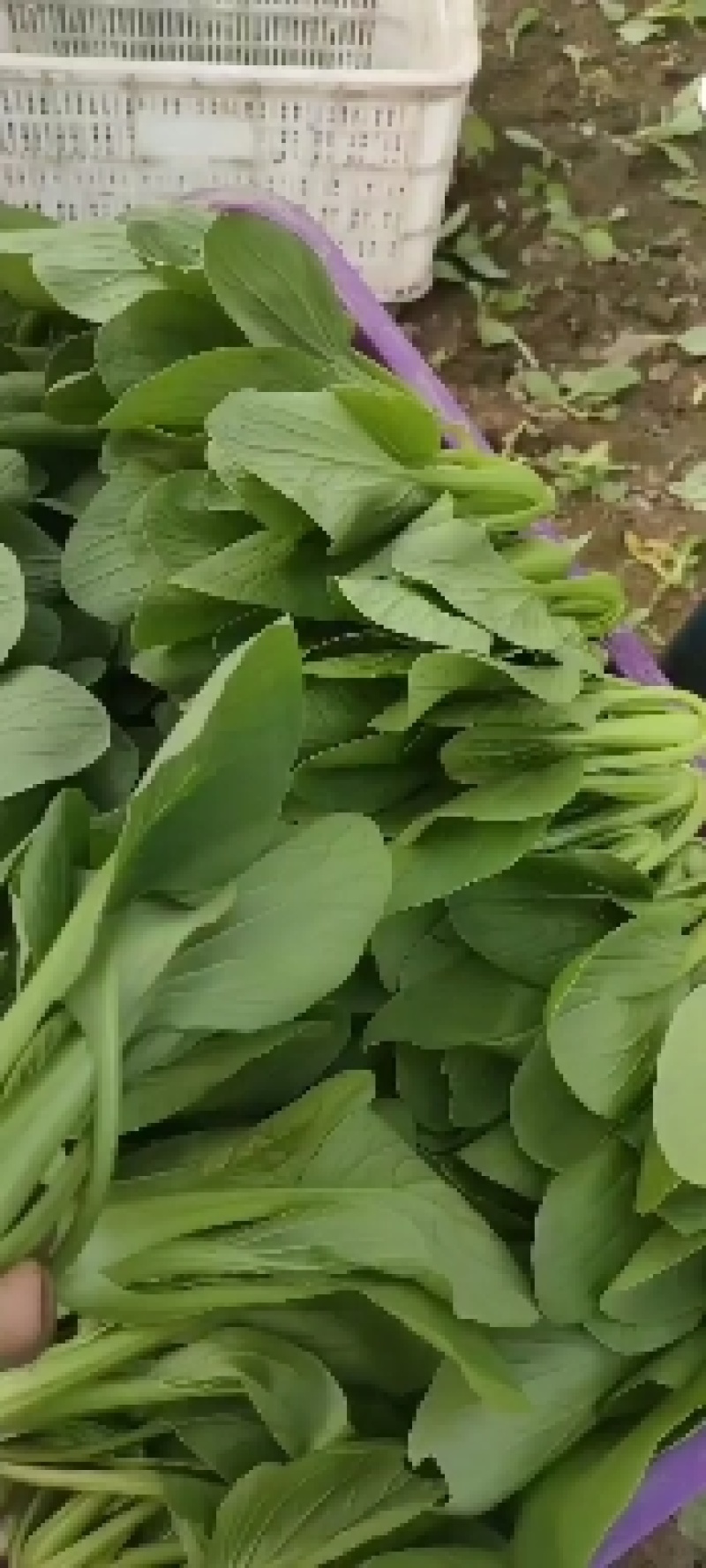精品上海青小青菜