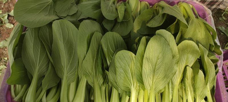 精品上海青小青菜