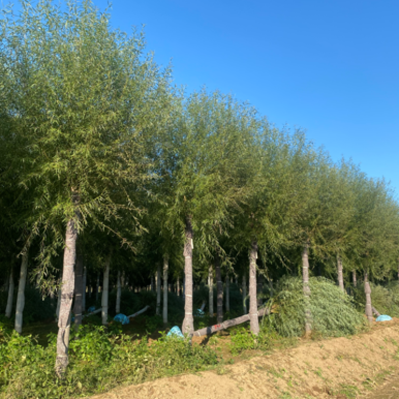 保定馒头柳8-15公分量大、价格美丽、欢迎
