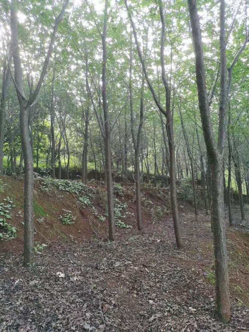 精品云南樱花米径10-15公分，基地直供