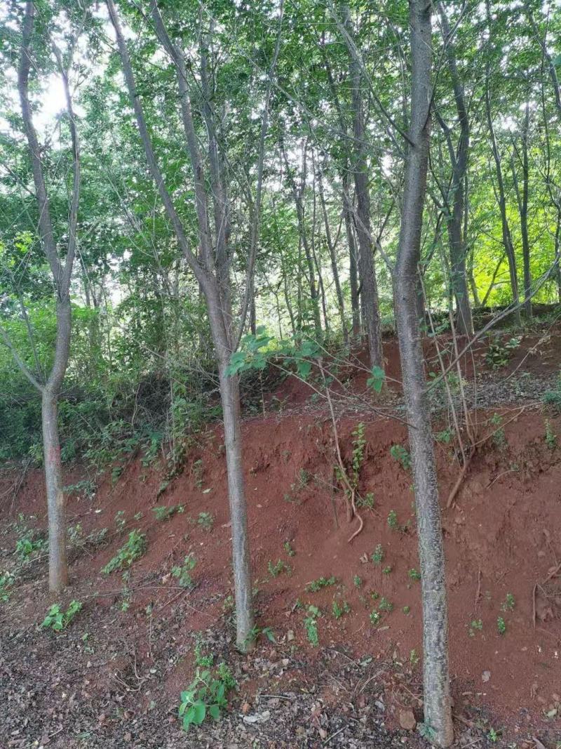 精品云南樱花米径10-15公分，基地直供