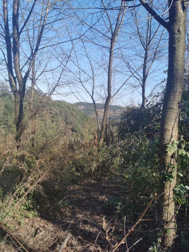 精品云南樱花米径10-15公分，基地直供