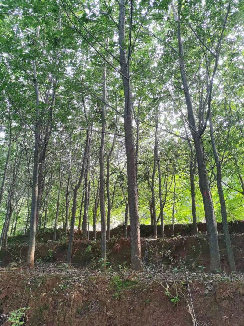 精品云南樱花米径10-15公分，基地直供