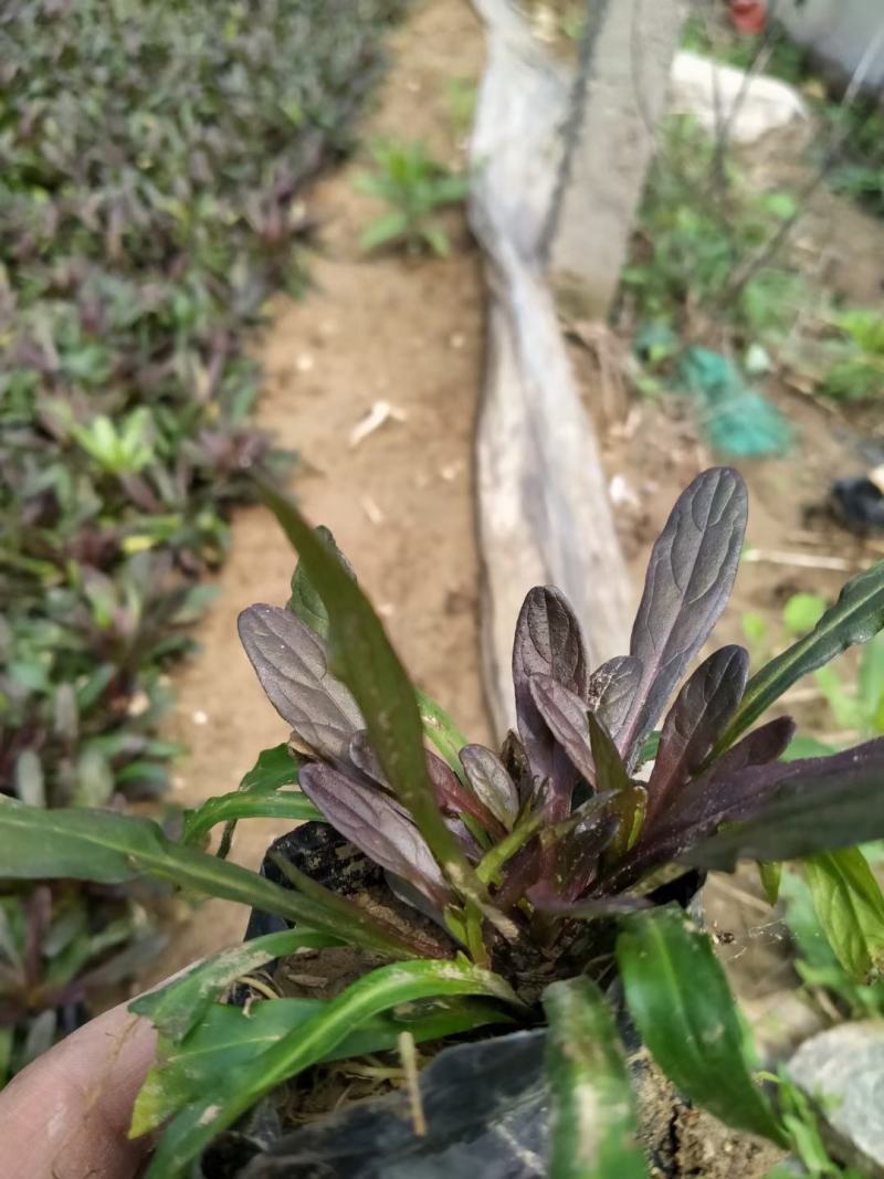 筋骨草绿化用自家基地保证质量量大可以优惠欢迎实地看