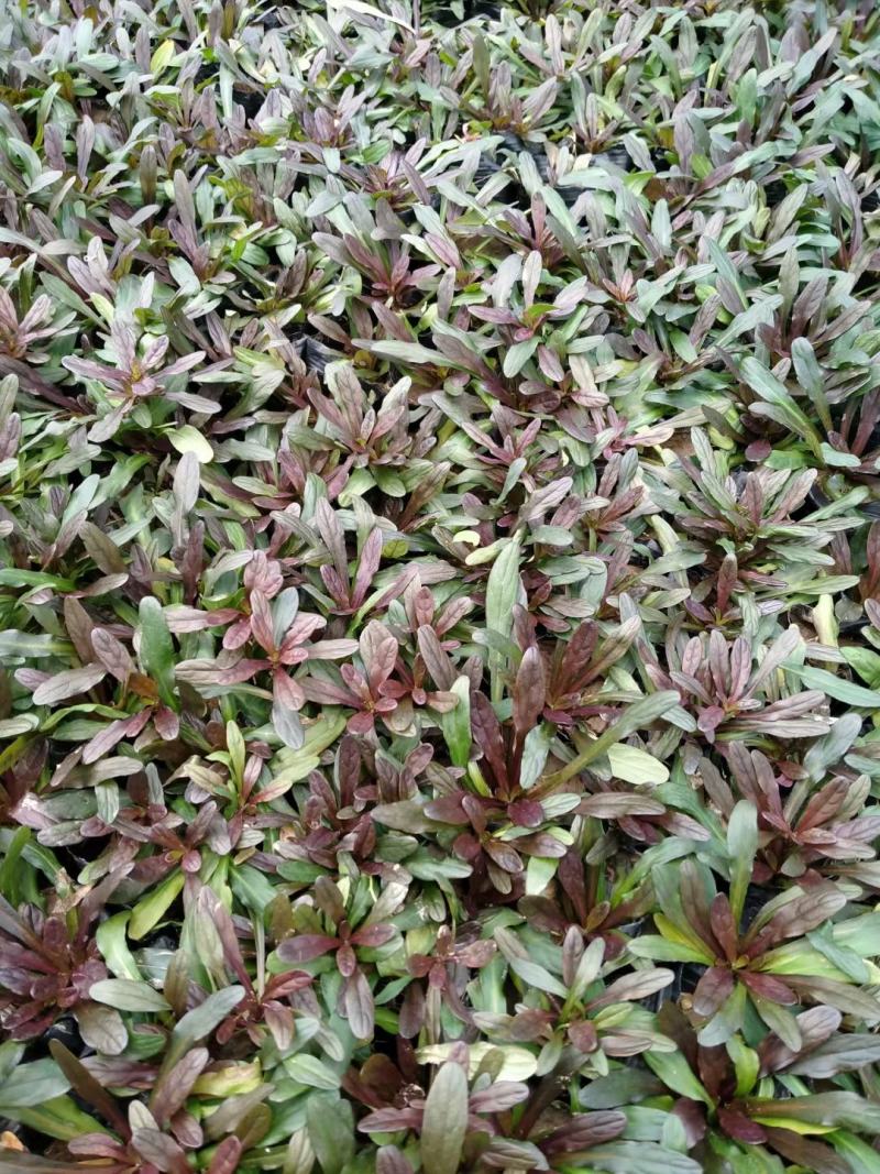筋骨草绿化用自家基地保证质量量大可以优惠欢迎实地看