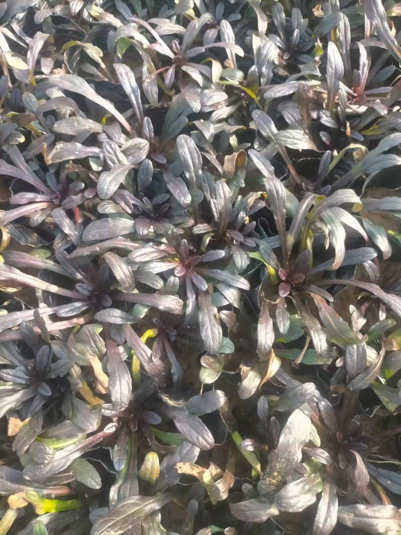 筋骨草绿化用自家基地保证质量量大可以优惠欢迎实地看